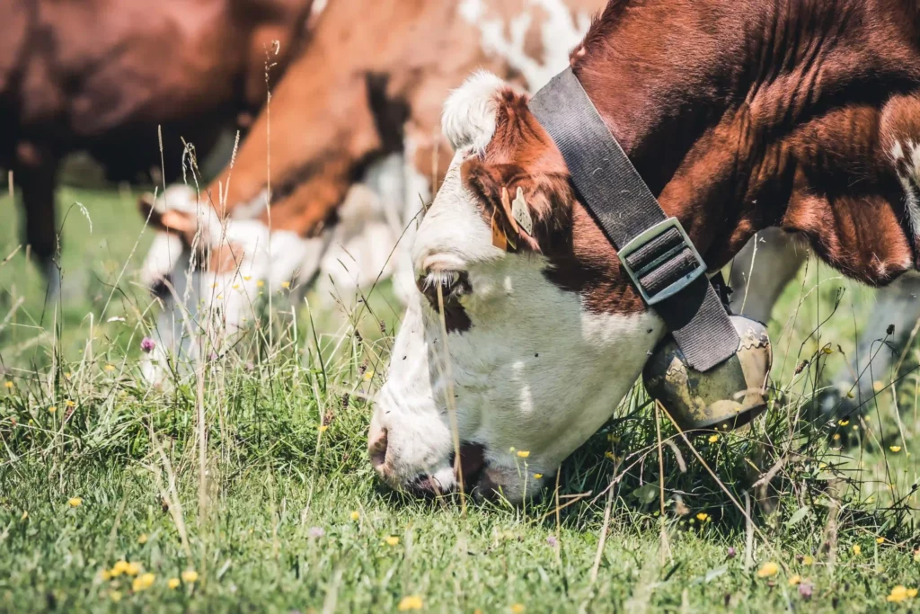 Alimentation pour animaux - Moulin de Colagne