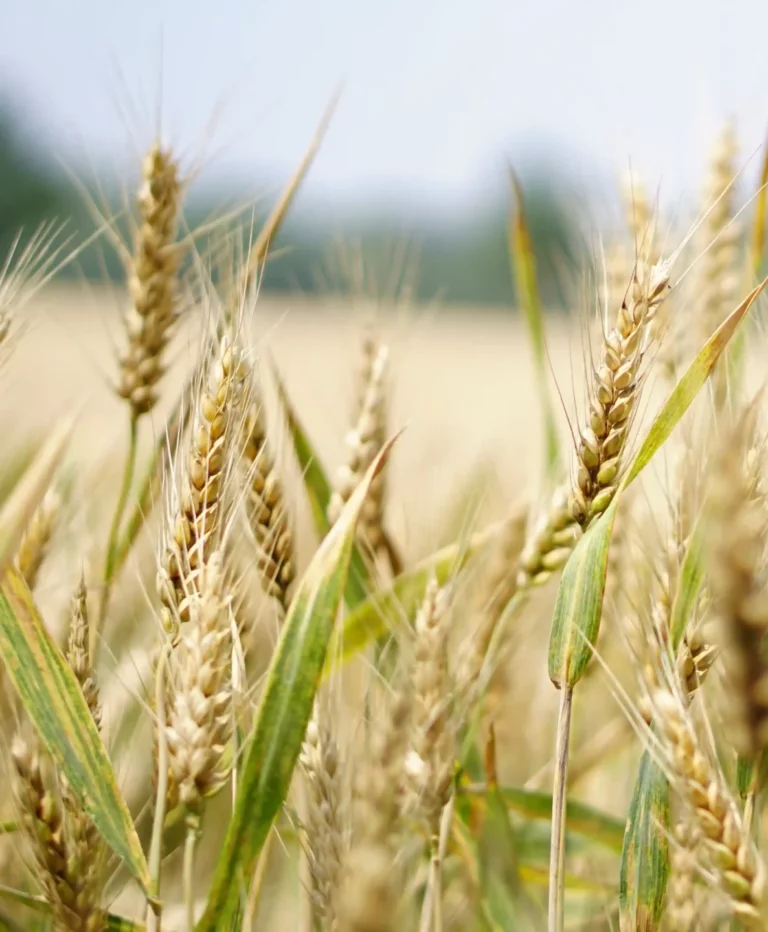 Lettre d’information : Le cadmium dans nos farines ?