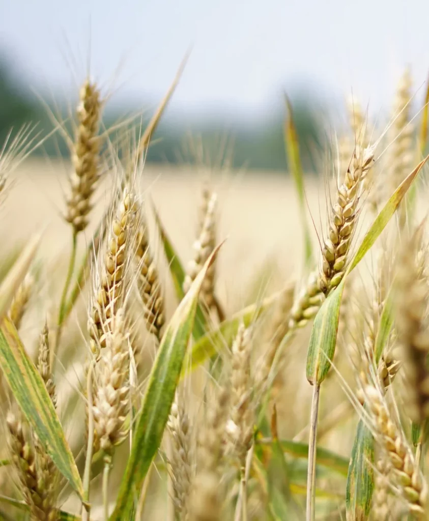 Champs de blé -Moulin de Colagne