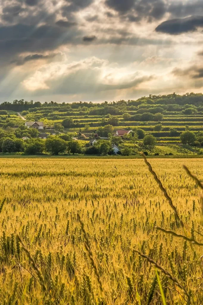 Paysage de Lozère et champs de blé - Moulin de Colagne