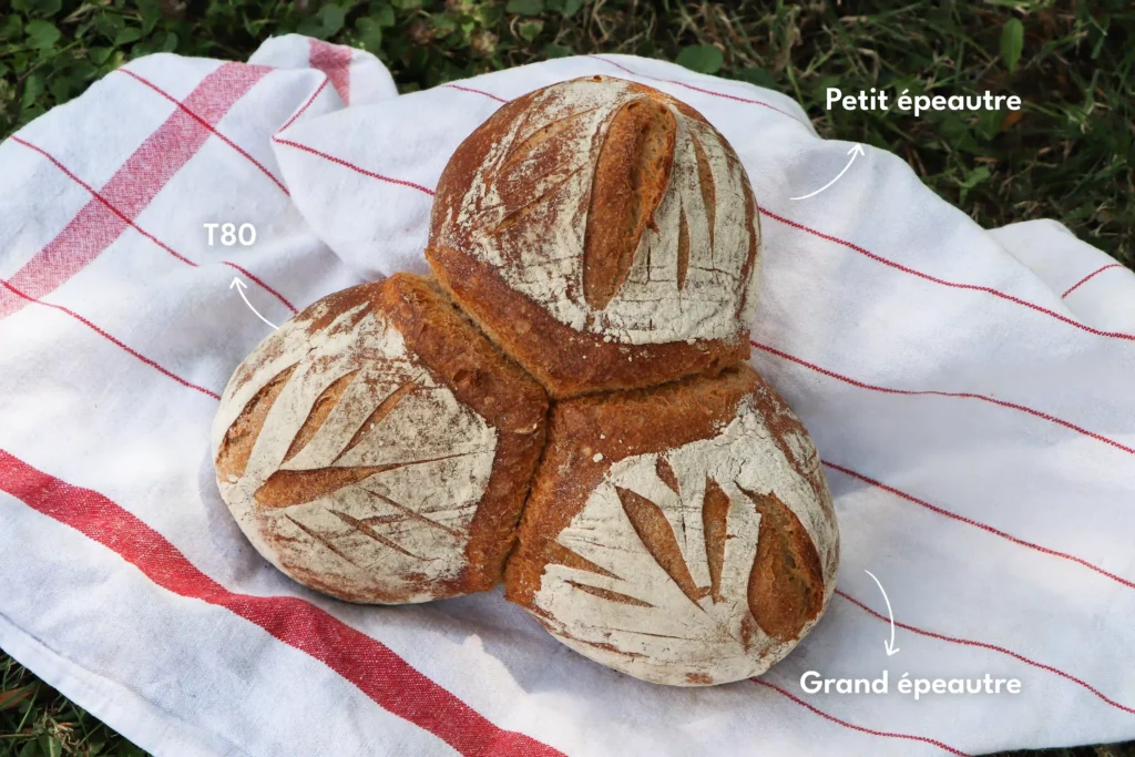 Pain à la farine trio d'épis en banneton - Moulin de Colagne